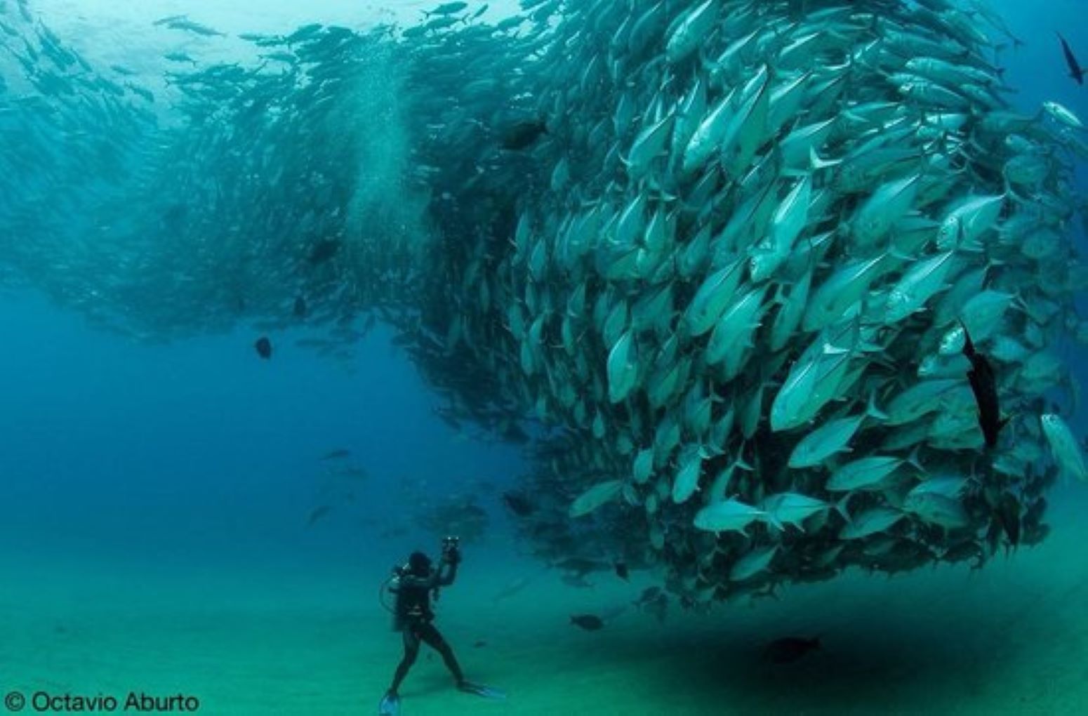 Chile debe pedir aumento de cuota de pesca a la ORP, Organización Regional del Pacífico Sur