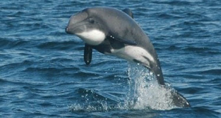 Investigan parámetros ambientales del delfín chileno en seno Skyring de Magallanes