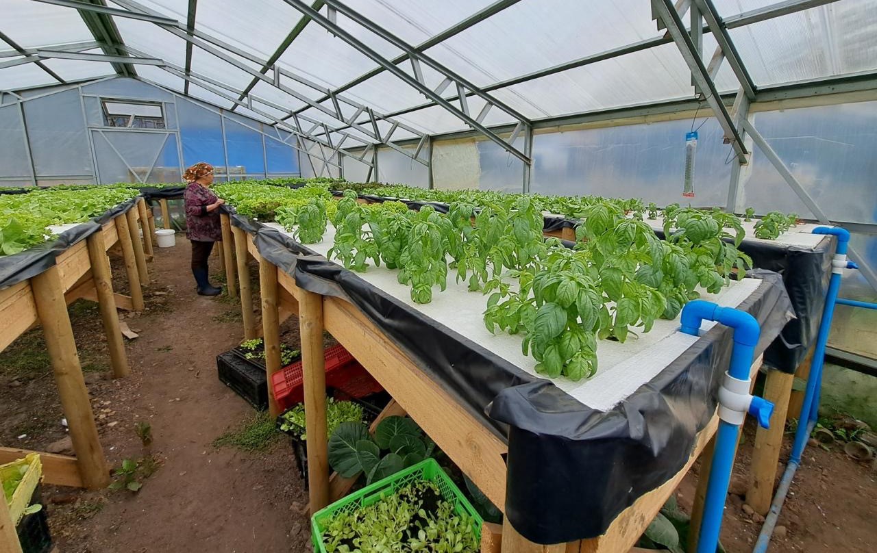 Cultivos hidropónicos revolucionan la agricultura en Magallanes