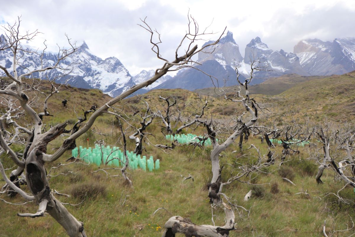 Con plantación de 20 mil lengas en el Parque Nacional Torres del Paine, CONAF finaliza exitoso convenio de restauración ecológica de bosques nativos dañados por incendios forestales