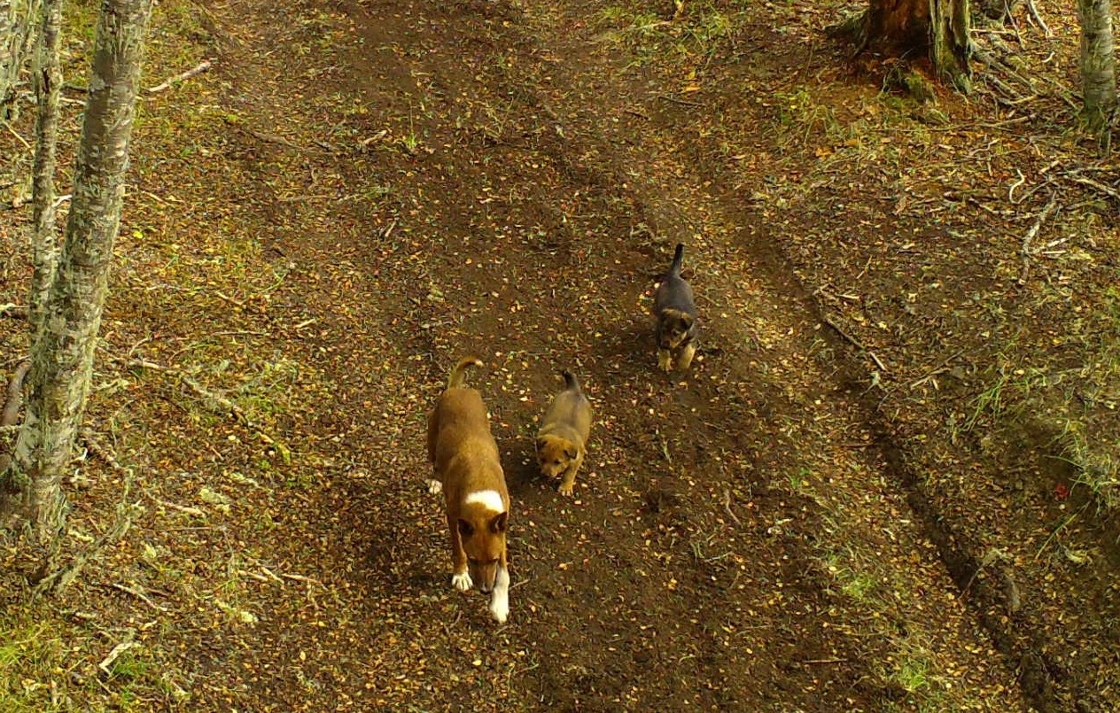 WCS investiga presencia de perros sin supervisión en Tierra del Fuego