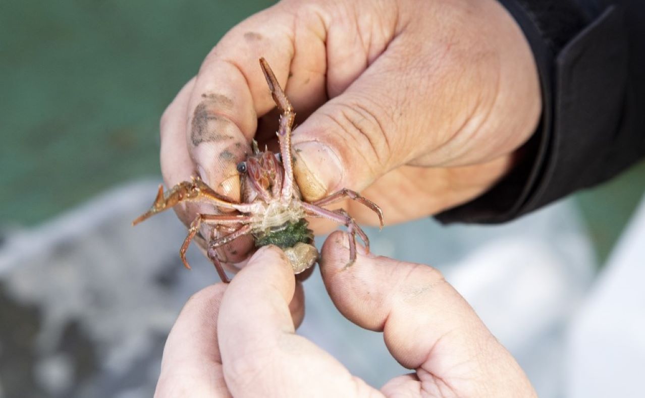 Científicos realizarán investigación en terreno de la ecología y biodiversidad en Magallanes