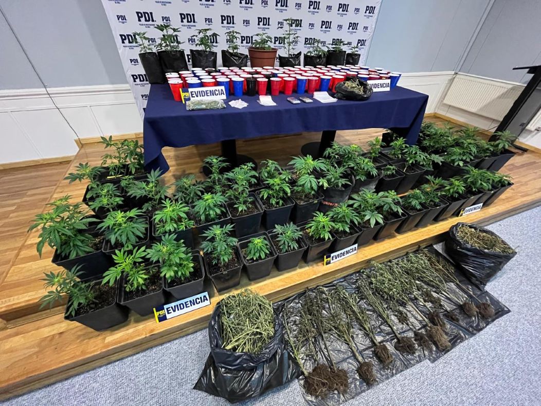 PDI Punta Arenas incautó más de $ 20 millones de pesos en cannabis sativa