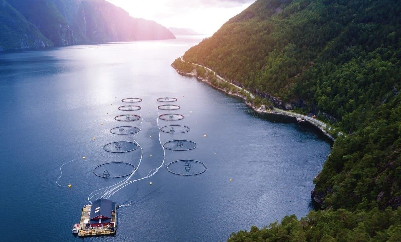Campaña Salvemos la Patagonia publica catastro sobre concesiones salmoneras en áreas protegidas