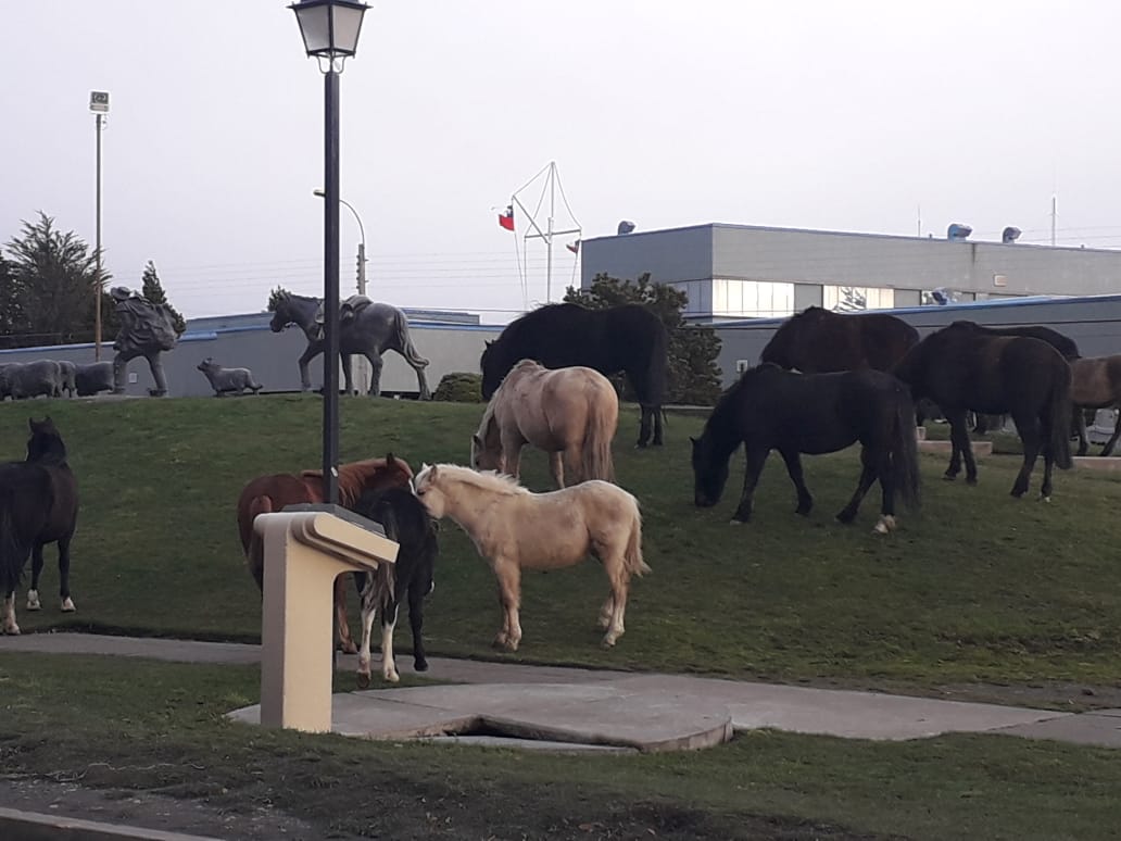 Con acciones coordinadas buscan retirar grupo de caballares de la vía pública en Punta Arenas