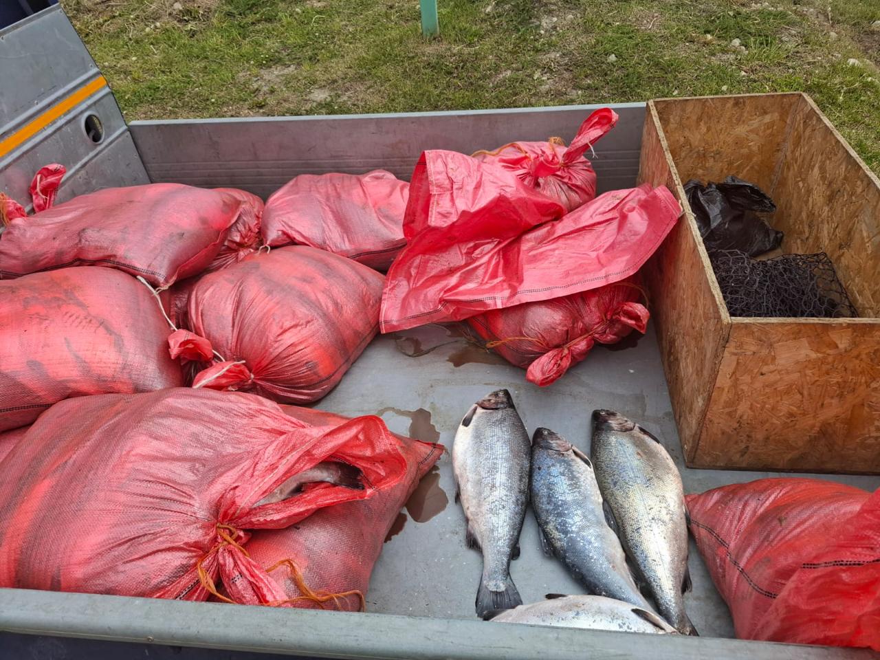 Detienen en Agua Fresca a dos individuos que portaban 469 kilos de salmones sin procesar