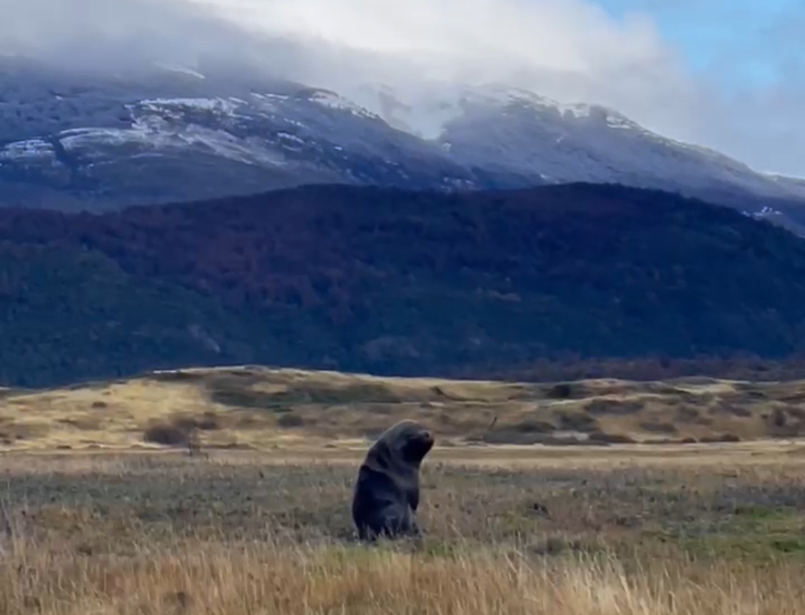 Insólita aparición en Torres del Paine: lobo marino sorprende a turistas caminando por la estepa patagónica