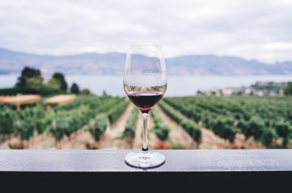 Los Mejores Vinos Chilenos: Guía de las Principales Regiones y Variedades del País