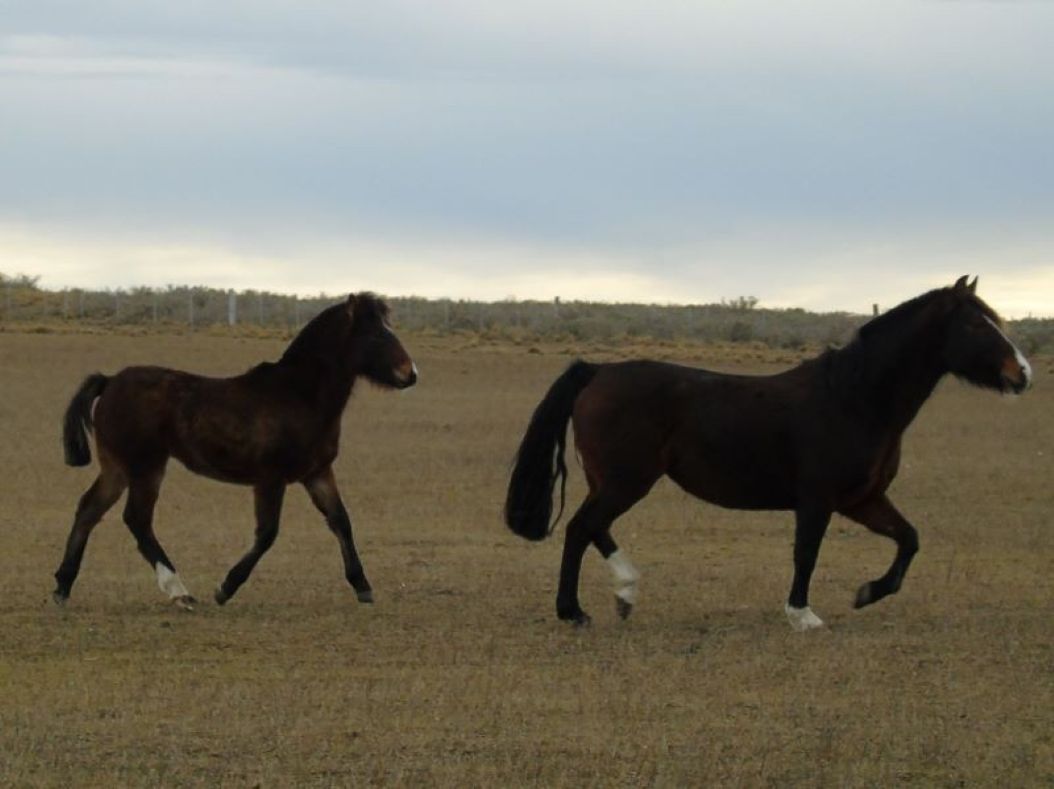 Ante casos de anemia infecciosa equina en la zona centro sur del país, SAG Magallanes refuerza llamado a realizar manejo preventivo en caballares