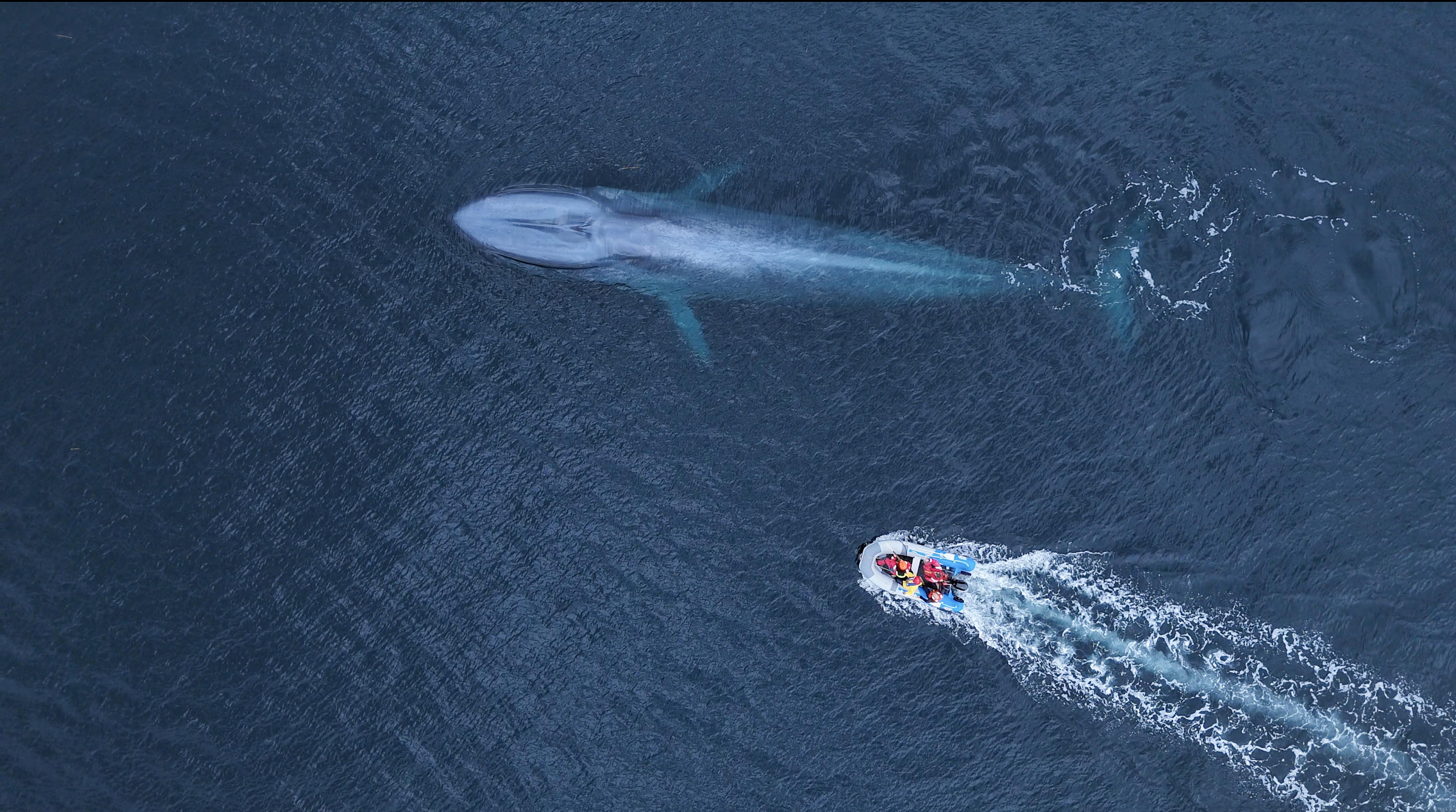 Plásticos en la ruta de la ballena azul: campaña científica alerta sobre contaminación en Patagonia
