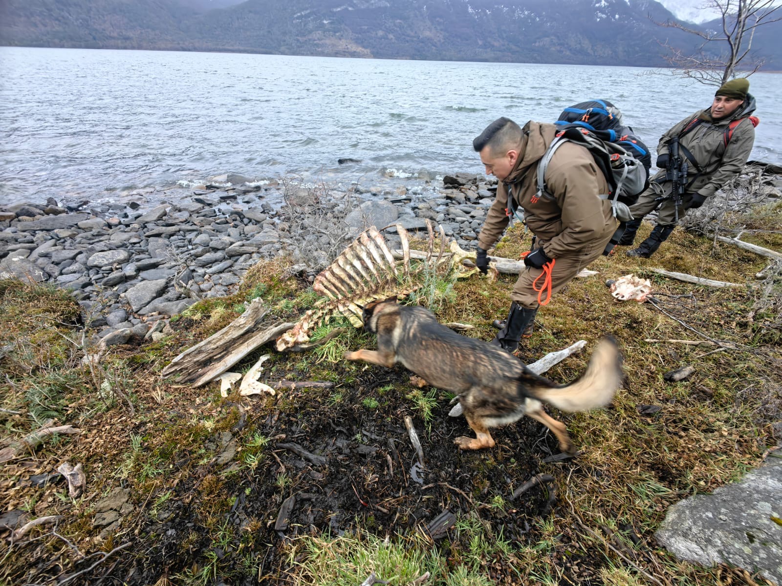 Carabineros refuerza resguardo en el Parque Nacional YendegaiaA raíz de hallazgos de faenamiento ilegal de animales