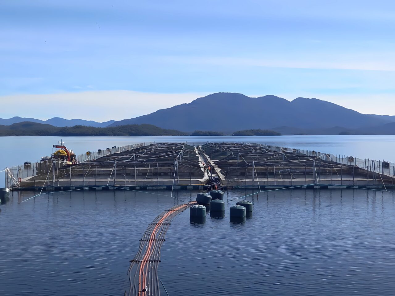 Carlos Odebret de la industria salmonera: “La demora en otorgar los permisos puede comprometer la salud de los peces”
