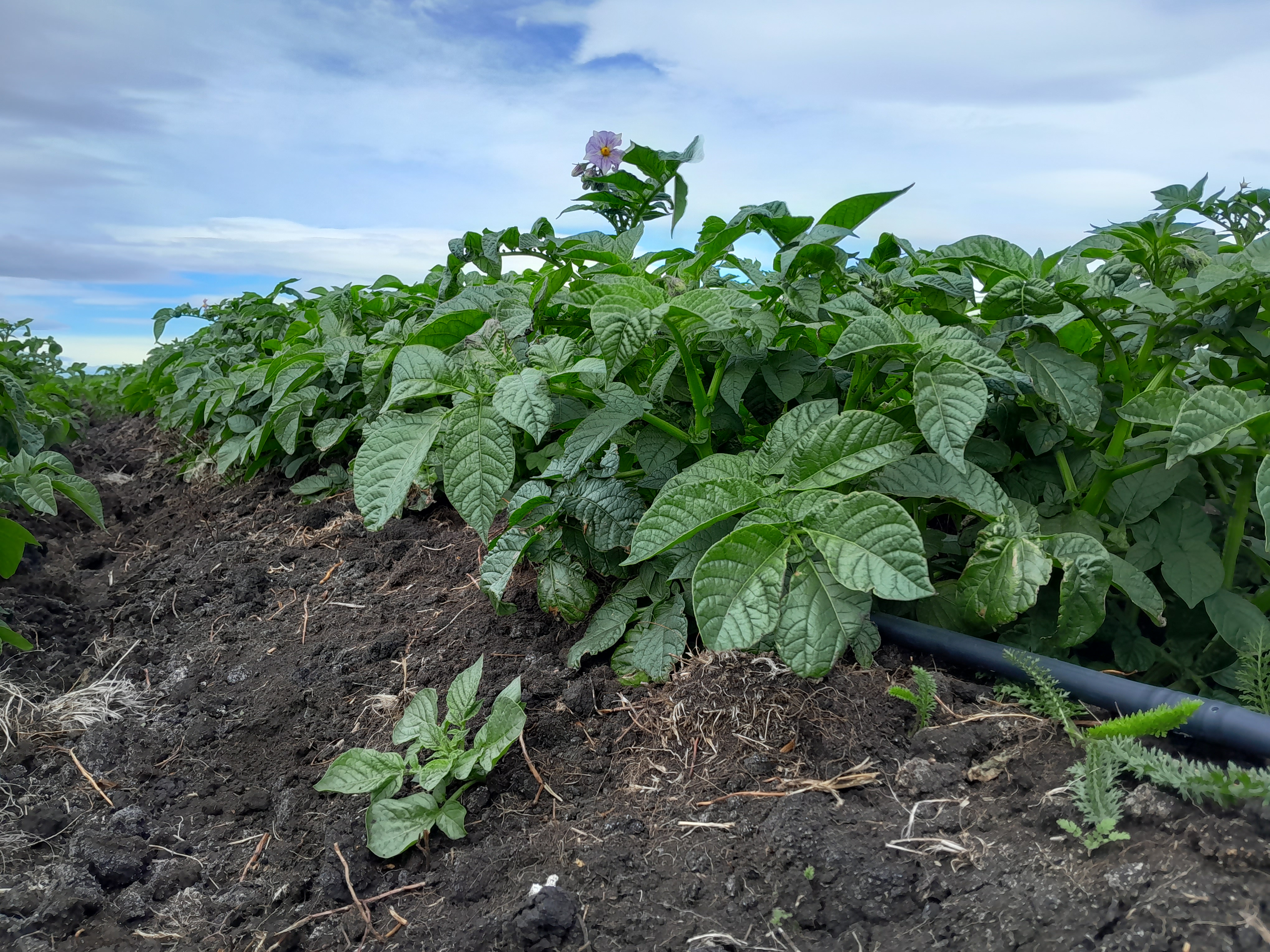 SAG Tierra del Fuego invita a participar en encuesta agrícola provincial