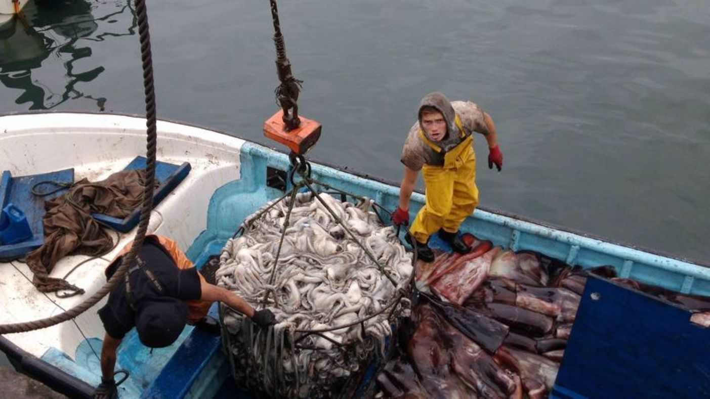 Coordinadora Nacional de Jibieros piden al gobierno un Plan para asegurar que pesca industrial no agote el recurso