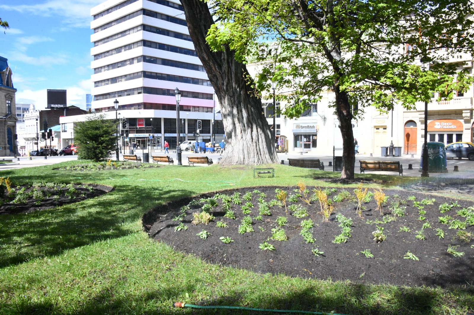 Municipio inició plantación de flores en plazas de la ciudad