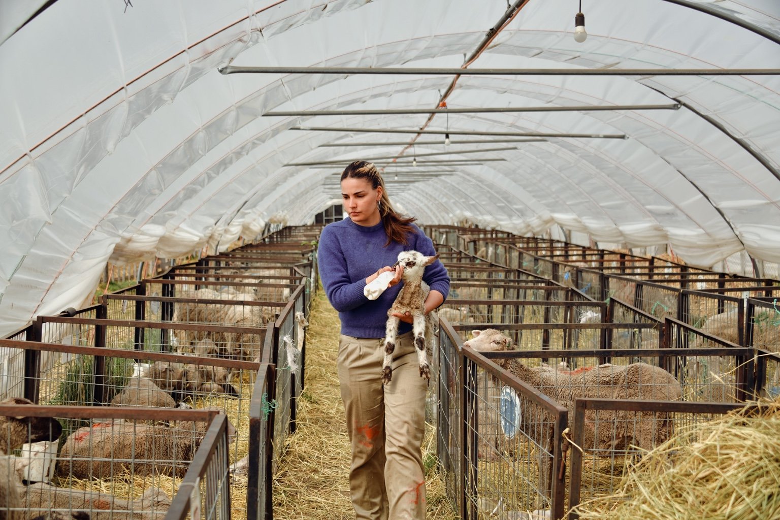 La historia de las estudiantes charrúas que están salvando ovejas en la Patagonia