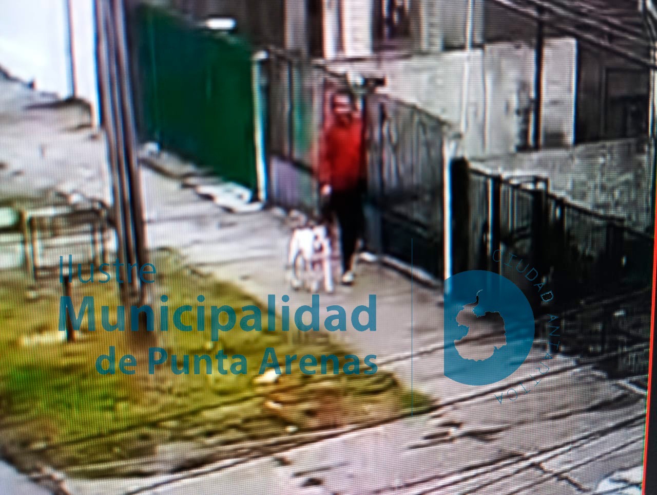 Tribunal condenó a propietario de pitbull tras mortal ataque a perro de raza pequeña.