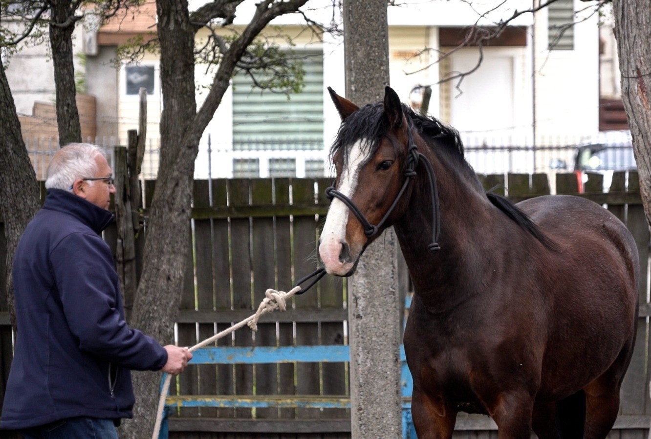 Yegua y potrillo de 16 días son rematados por el municipio