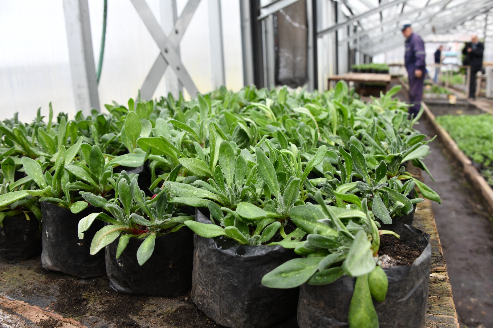 Vivero Municipal proyecta 15 mil flores para embellecer Punta Arenas