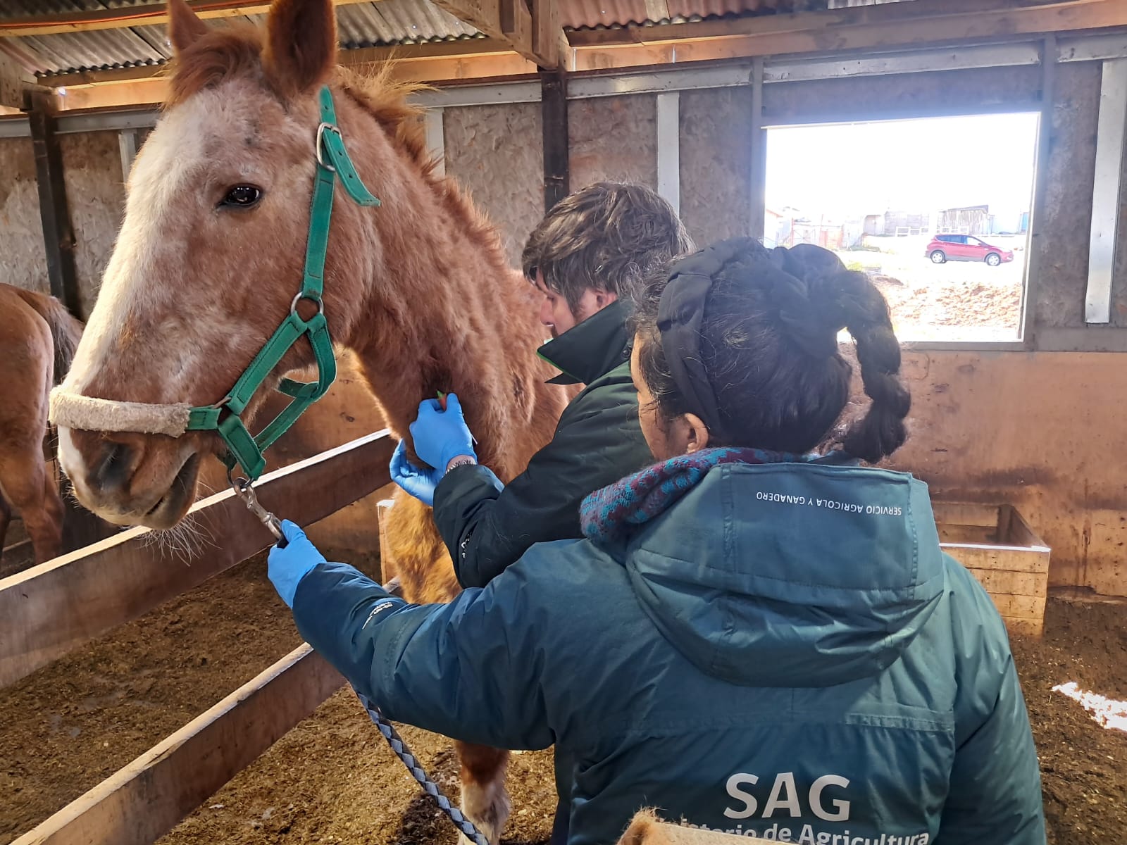 SAG Magallanes refuerza medidas preventivas frente a la Anemia Infecciosa Equina con tomas de muestra y registro de animales con microchips.