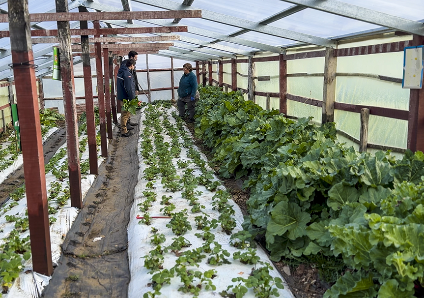 Agricultora fortalece la producción de frutillas y el trabajo colectivo en Magallanes  