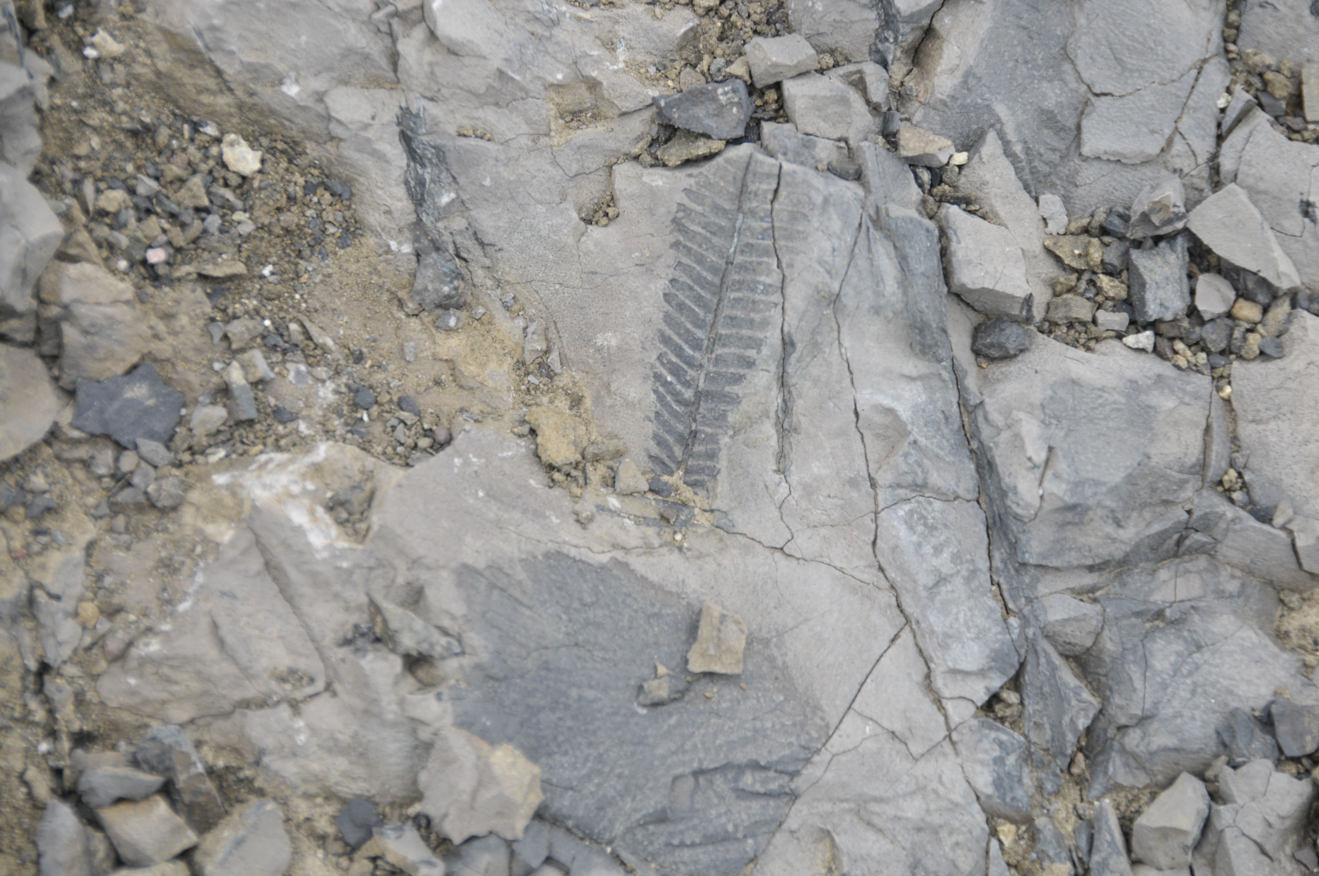 Descubren fósil de helecho que habitó la Antártica durante la era de los dinosaurios