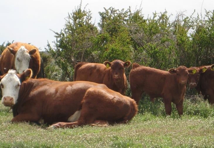 SAG llama a realizar la Declaración de Existencia Animal (DEA)