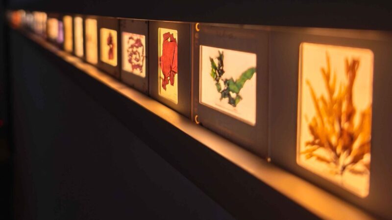 Exposición sensorial sobre algas de Chile llega a Punta Arenas: archivos científicos, memorias y experimentaciones biomateriales