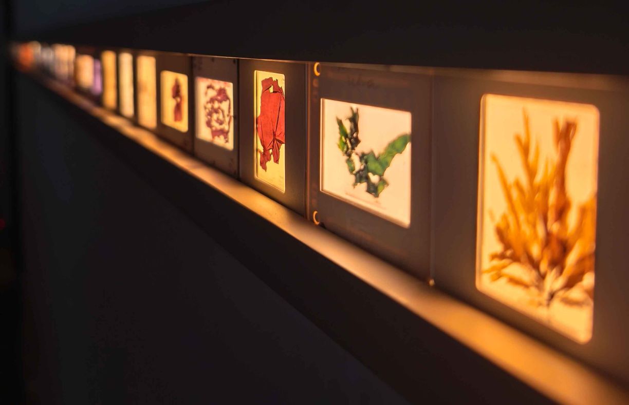 Exposición sensorial sobre algas de Chile llega a Punta Arenas: archivos científicos, memorias y experimentaciones biomateriales