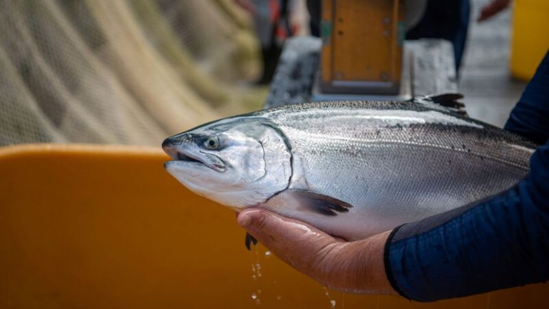 Salmón del Atlántico y salmón del Pacífico lideran crecimiento de la acuicultura en Chile a noviembre 2025