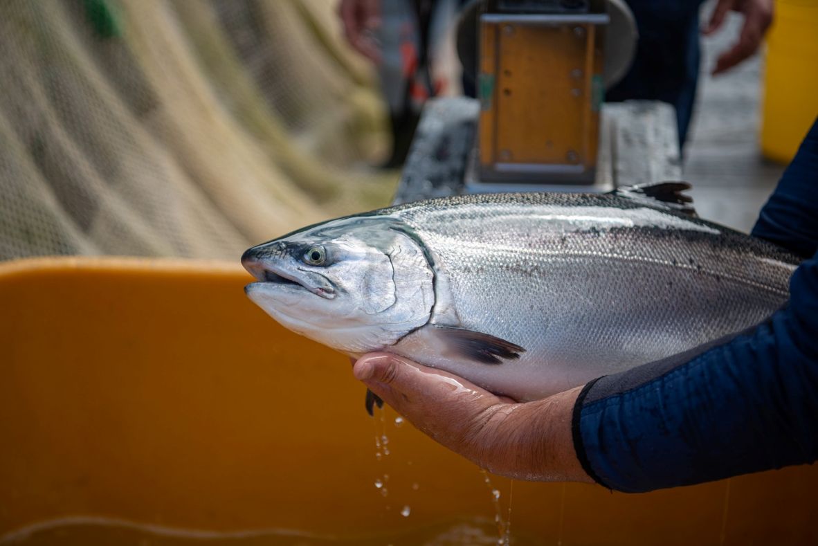 Salmón del Atlántico y salmón del Pacífico lideran crecimiento de la acuicultura en Chile a noviembre 2025