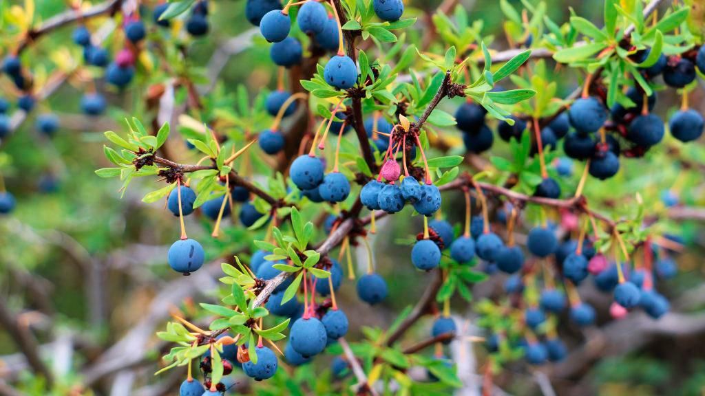 Estudio pionero de la U. de Chile revela que los residuos del calafate concentran potentes antioxidantes