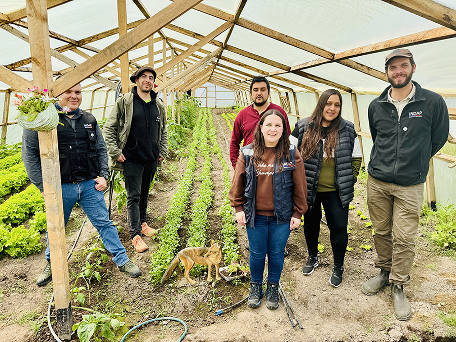 Nuevas manos para la agricultura natalina, jóvenes que se quedan y producen con apoyo de INDAP