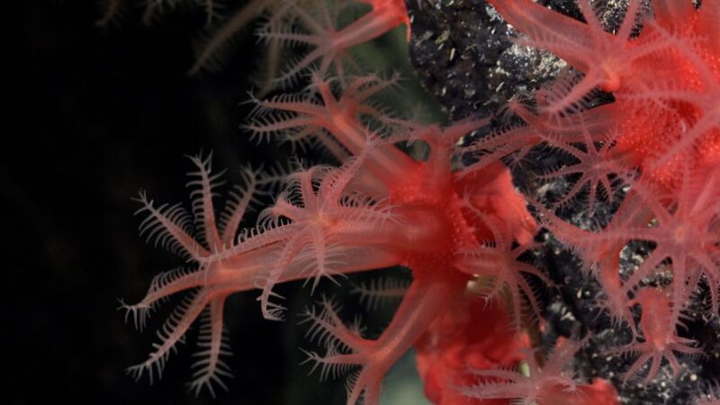Chile reafirma liderazgo global en protección oceánica ante la entrada en vigor del Tratado de Alta Mar