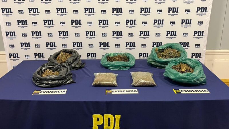 PDI Punta Arenas incauta cannabis sativa en parque Chabunco