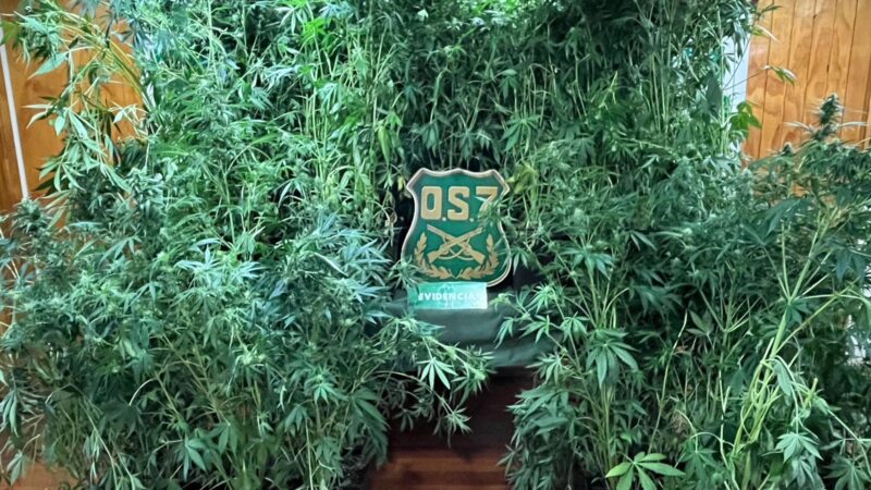 Carabineros desarticula cultivo indoor de cannabis en Punta Arenas: un detenido y más de 70 plantas incautadas