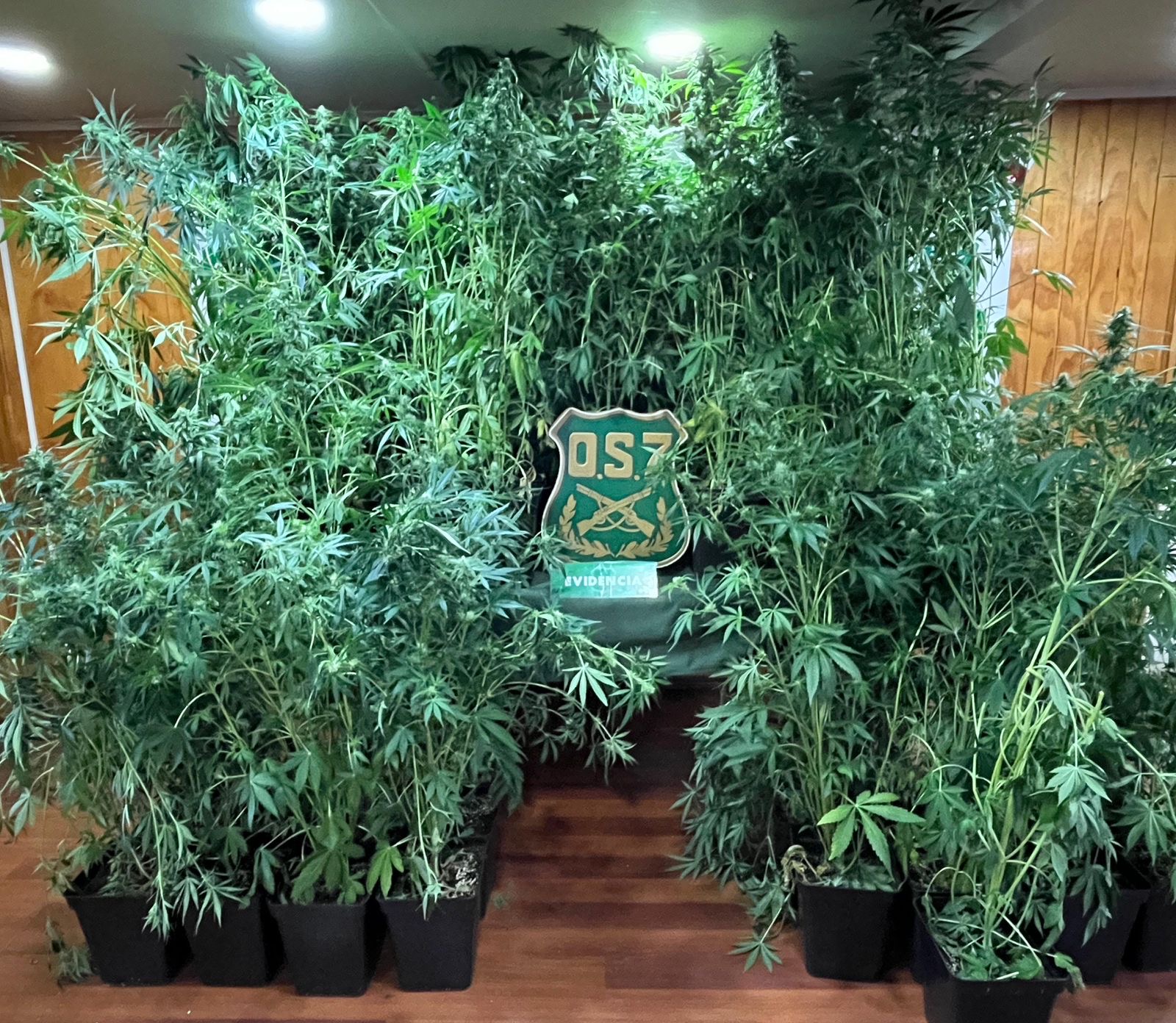 Carabineros desarticula cultivo indoor de cannabis en Punta Arenas: un detenido y más de 70 plantas incautadas