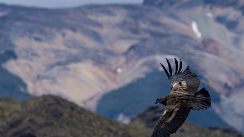 Proyecto Manku libera tres nuevos cóndores andinos en el Parque Nacional Patagonia