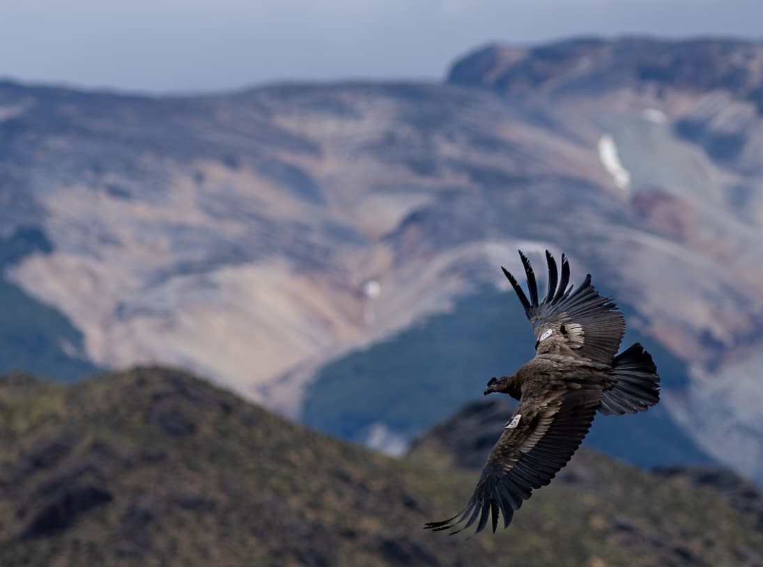 Proyecto Manku libera tres nuevos cóndores andinos en el Parque Nacional Patagonia
