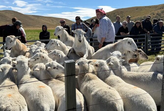 CORFO impulsa innovación ovina en Tierra del Fuego para aumentar la producción de carne