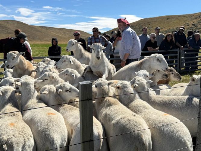 CORFO impulsa innovación ovina en Tierra del Fuego para aumentar la producción de carne