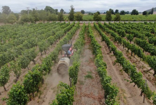 SAG llama a informarse ante nueva obligación de avisar aplicaciones de plaguicidas tóxico para las abejas