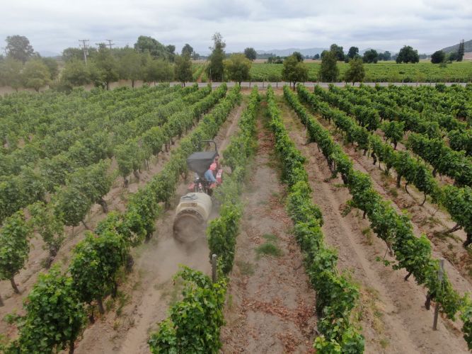 SAG llama a informarse ante nueva obligación de avisar aplicaciones de plaguicidas tóxico para las abejas
