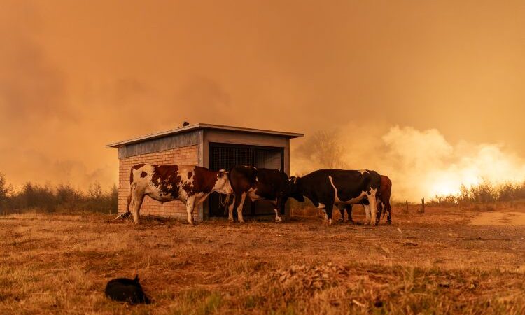 Incendios en Concepción continúan extendiéndose: 11 alertas SAE para evacuar 15 sectores