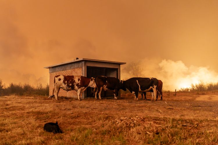 Chile Sin Cenizas: Greenpeace lanza petición ciudadana para exigir al Congreso la aprobación de la ley de incendios