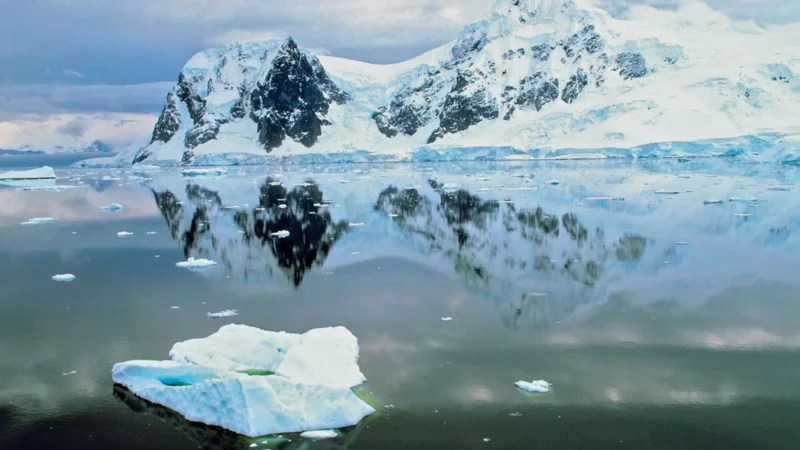 Científicos logran registrar el nado submarino de pingüinos en la Antártica