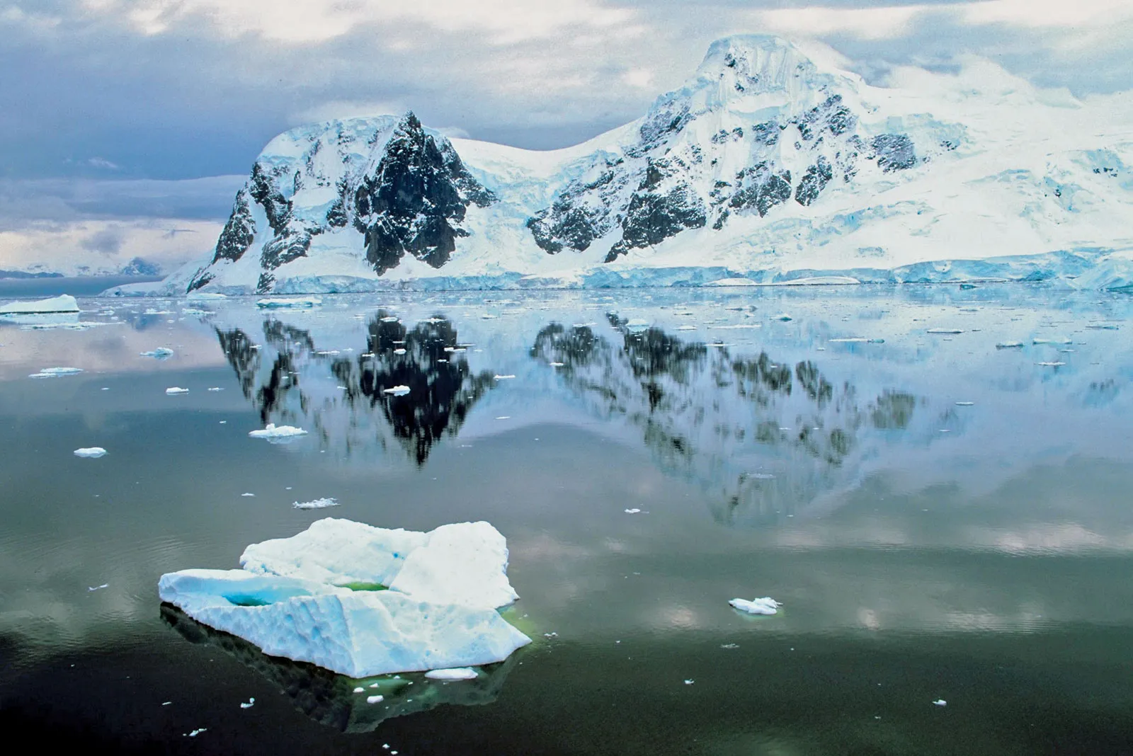 Científicos logran registrar el nado submarino de pingüinos en la Antártica