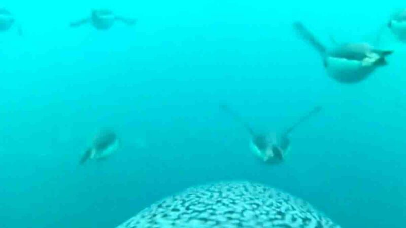 Graban “vuelo” de pingüinos en su búsqueda de alimento en la Antártica
