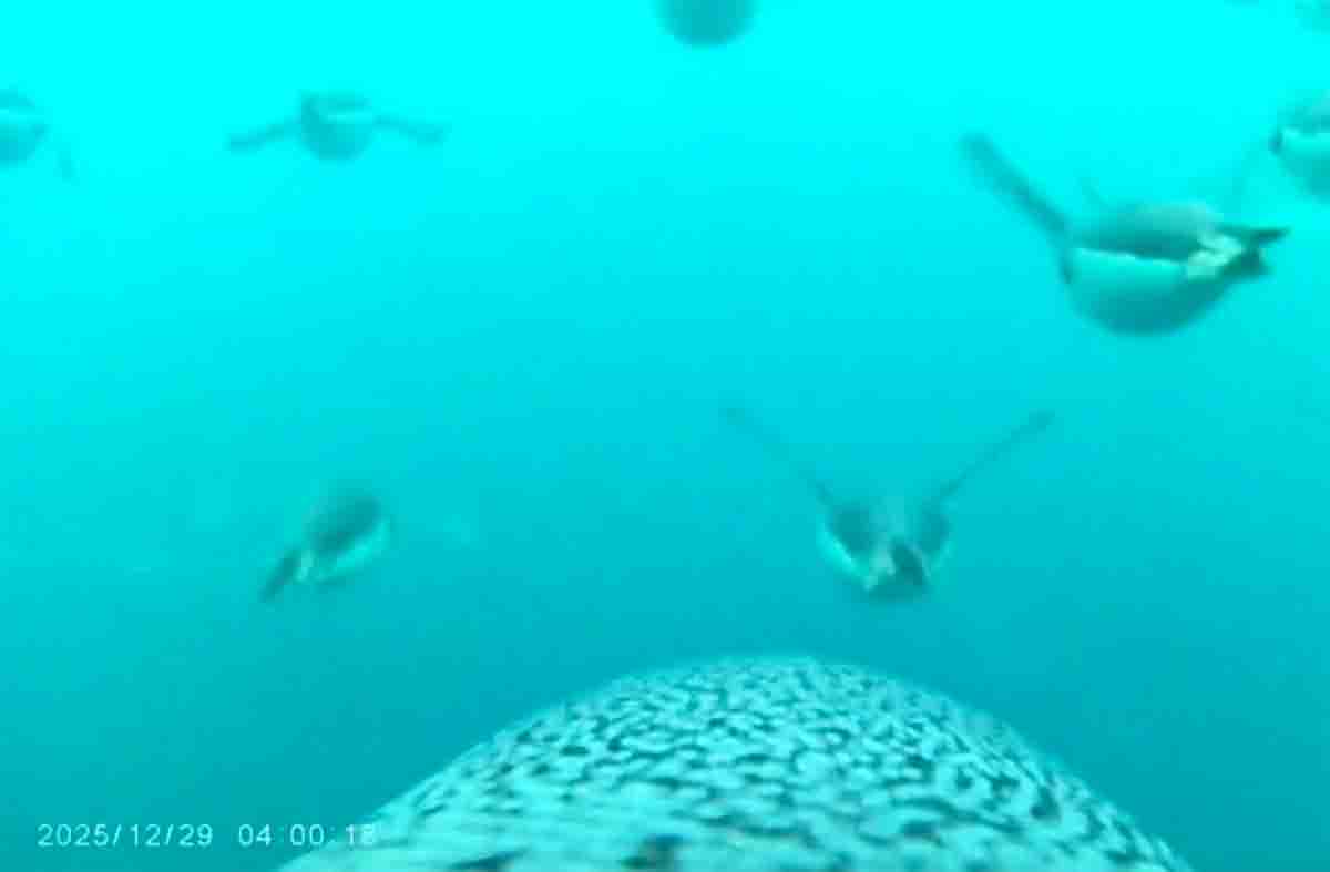 Graban “vuelo” de pingüinos en su búsqueda de alimento en la Antártica