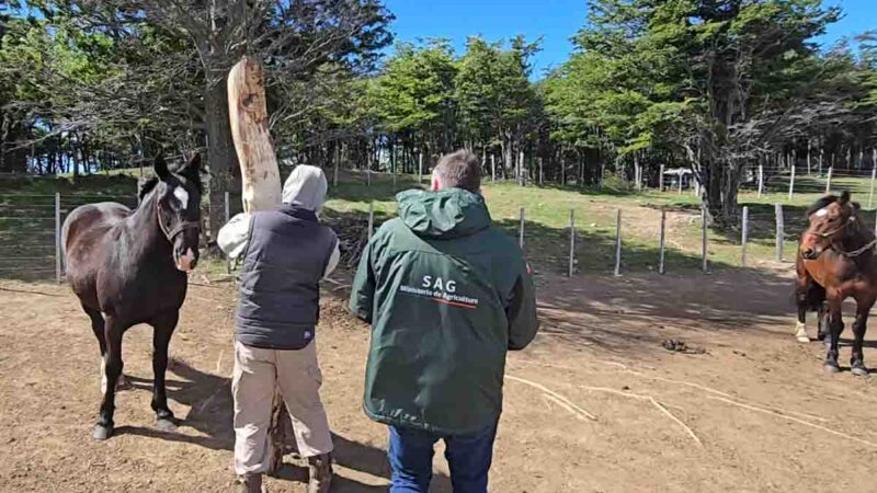 SAG región de Magallanes llama a informar y cumplir la normativa sanitaria en eventos ecuestres de verano